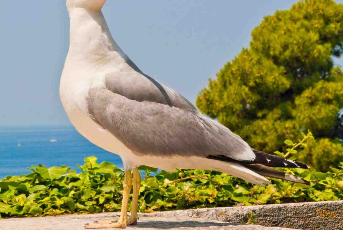 1170